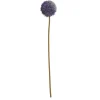 Kwantum Bloem Allium Paars